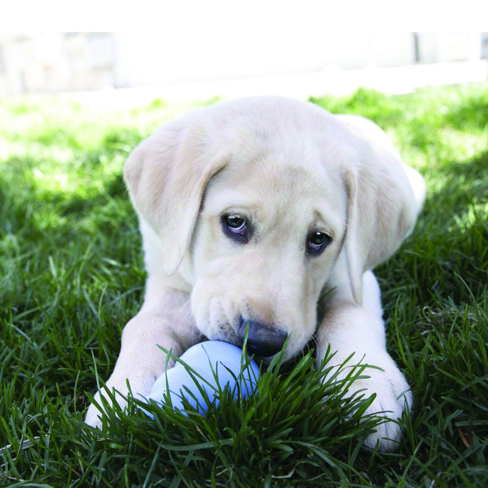KONG Stuffn Puppy Packs