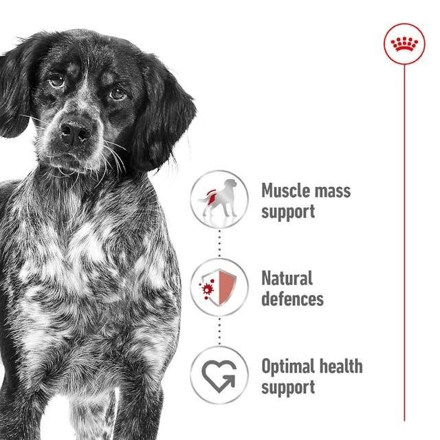 Royal Canin Dog Medium Adult