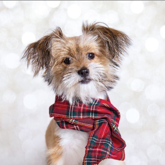 RSPCA Christmas Cards Dog Gypsy 10 Cards & Envelopes