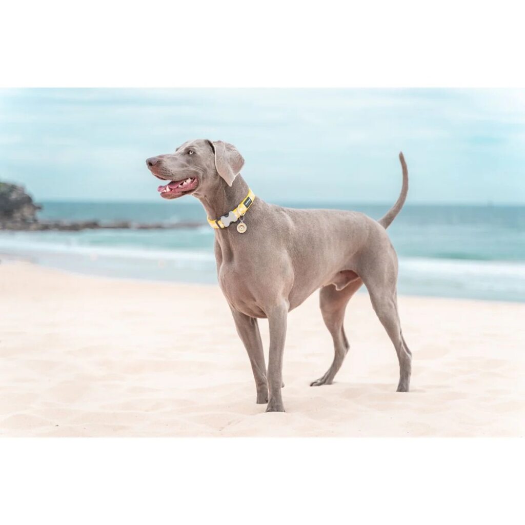 Red Dingo Dog Collar White Spots on Yellow LARGE