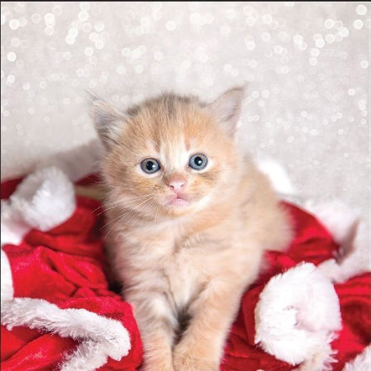 RSPCA Christmas Cards Cat - Bowie 10 Cards & Envelopes