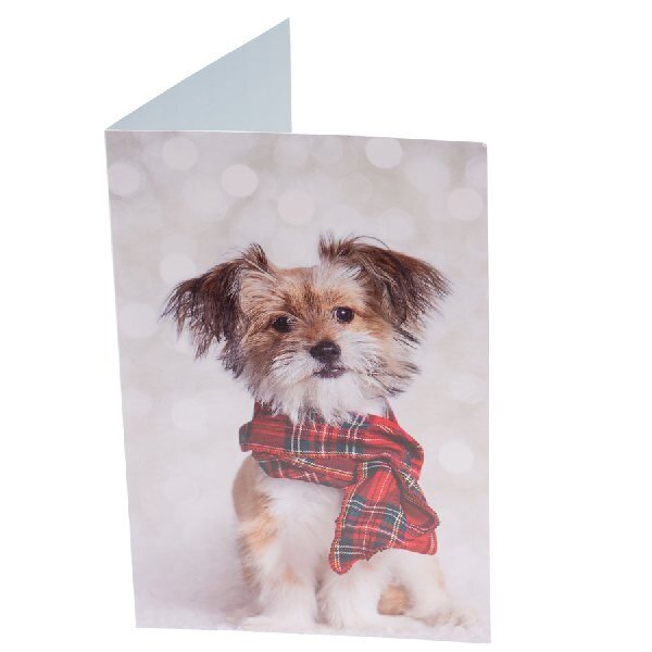 RSPCA Christmas Cards Dog Collection 10 Cards & Envelopes