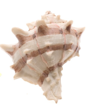 Hermit Crab Shell Cream Stripe