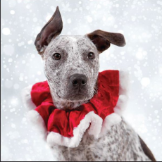 RSPCA Christmas Cards Dog- Zook 10 Cards & Envelopes