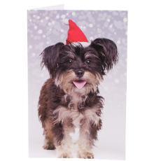 RSPCA Christmas Cards Dog Kim 10 Cards And Envelopes