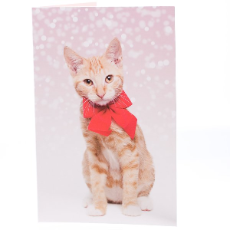RSPCA Christmas Cards Cat Tanner 10 Cards And Envelopes