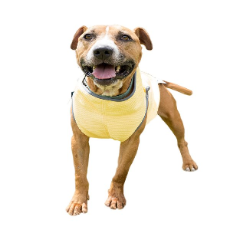 Cooling Vest For Dogs Yellow