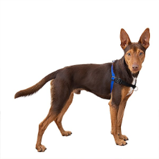 Comfort Stability Training Harness Blue