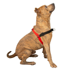 Comfort Stability Training Harness Red